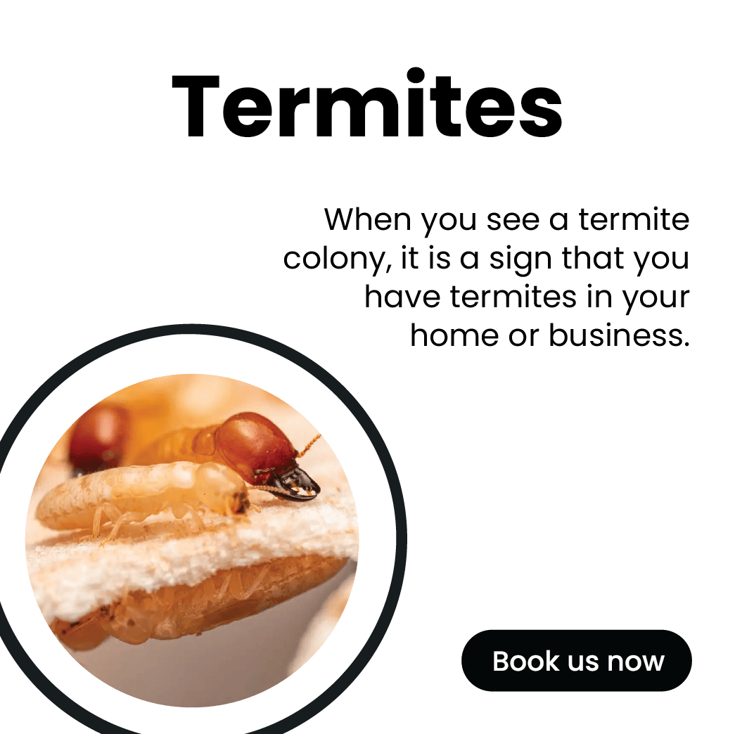 Get'm pest control