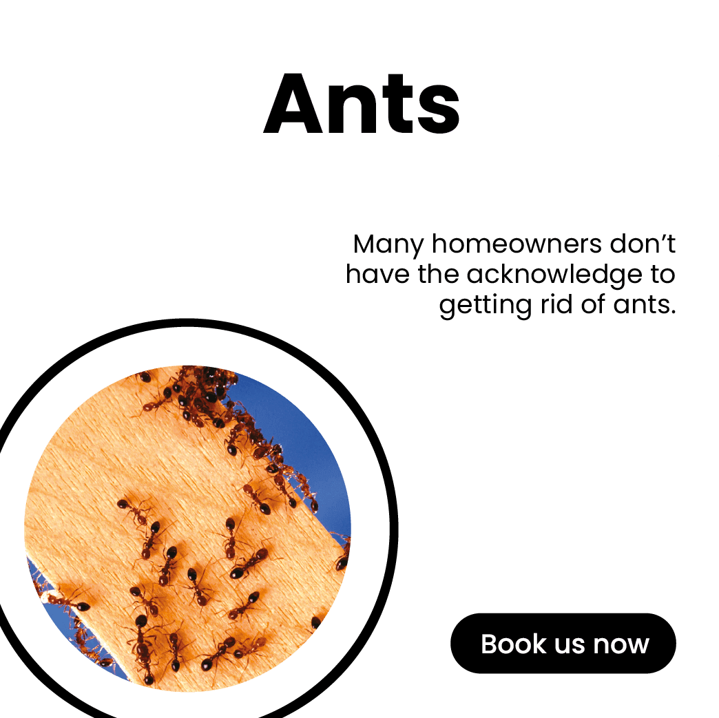 Get'm pest control