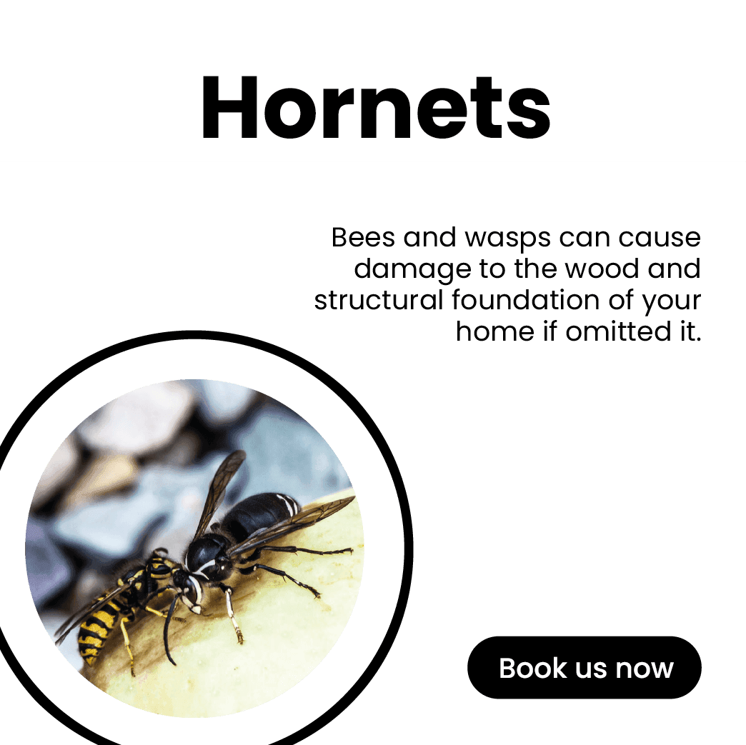 Get'm pest control