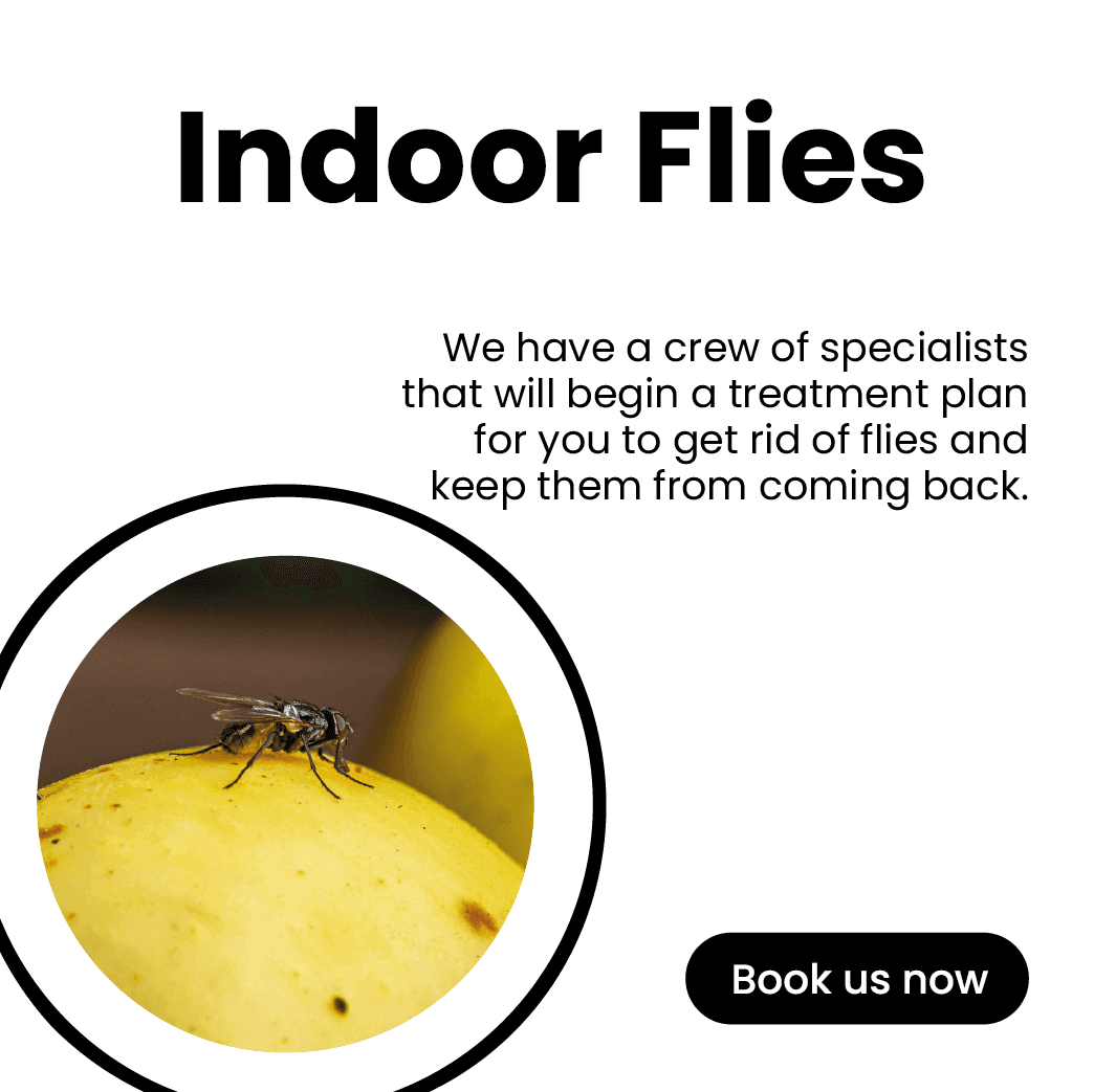 Get'm pest control