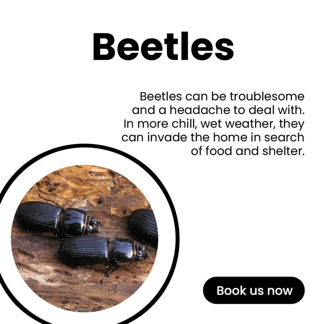 Get'm pest control