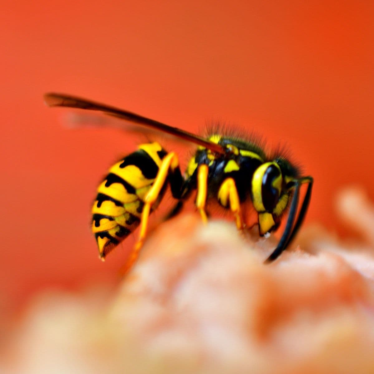 Jersey City pest control, exterminator local service near me Get'm