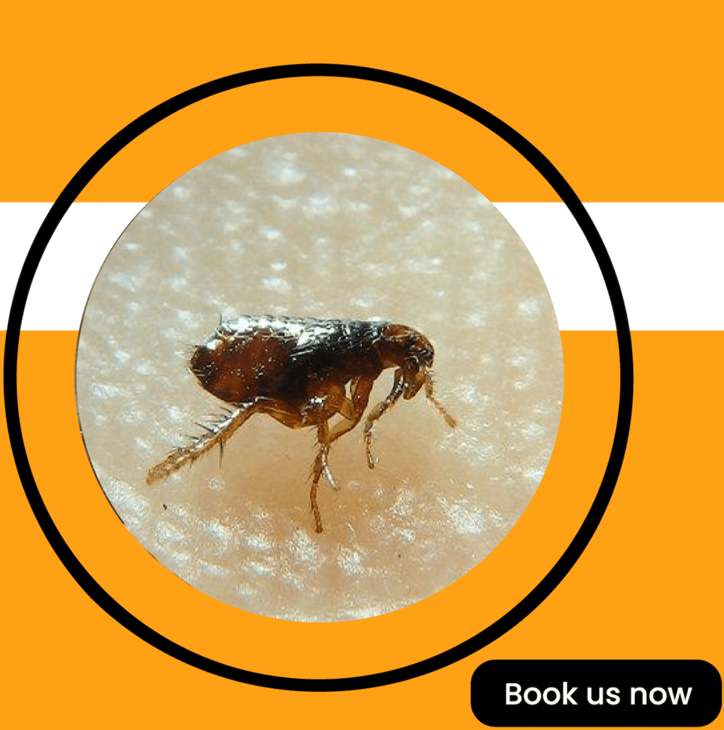 Get'm pest control Get'm pest control